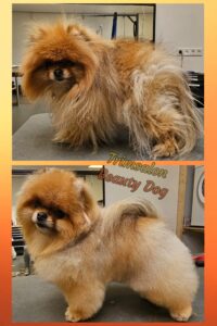 Pomeranian, pomeriaan, dwergkees