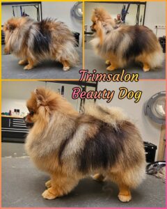 Pomeranian